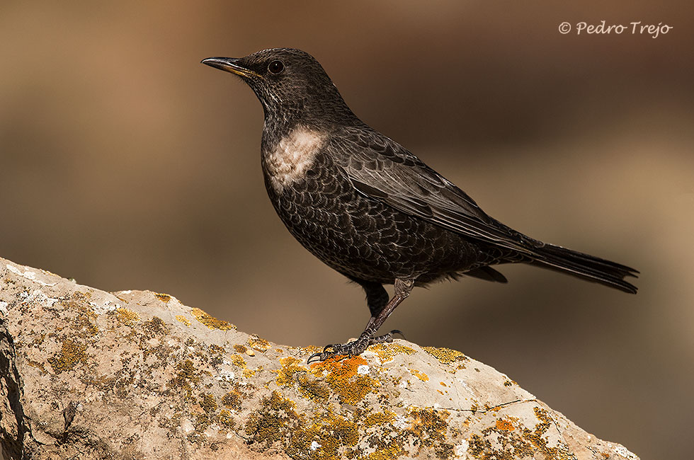 Mirlo capiblanco (Turdus torquatus)